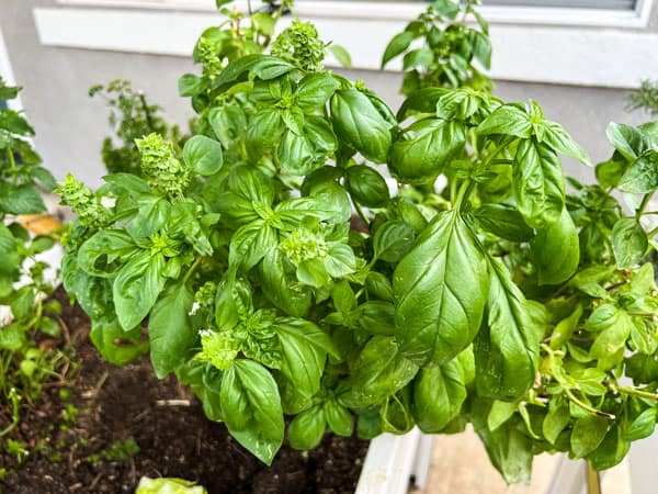 Closeup of a fresh basil plant.