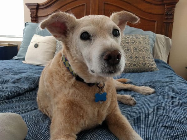 Doggie on a bed.