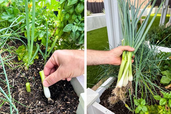 Hand placing green onion scrap in dirt and holding a bunch of regrown spring onions.