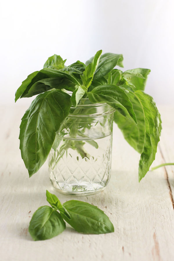 Fresh basil leaves in a small glass mason jar filled with water on a white board.