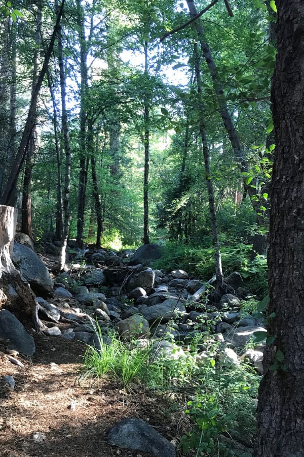 A creek running through a forest of lush green trees in Idyllwild.