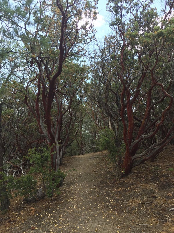 Manzanita bushes with rich red bark lining a path.