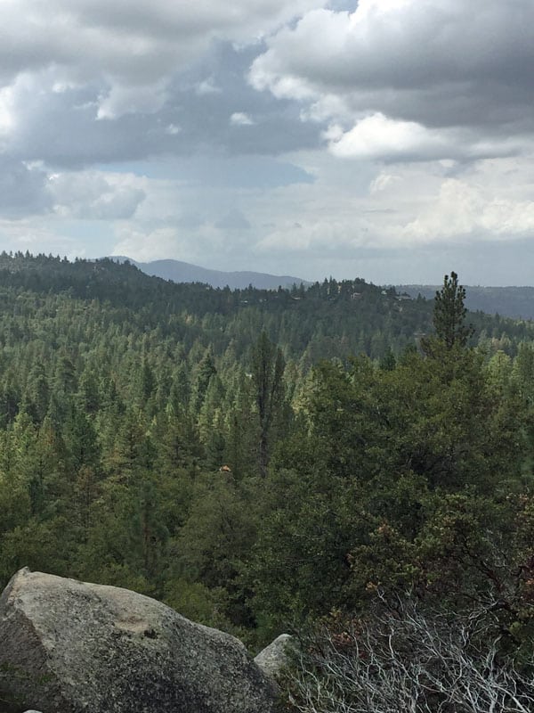 View looking out over the trees in Idyllwild.