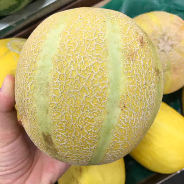 A hand holding a green and yellow melon.